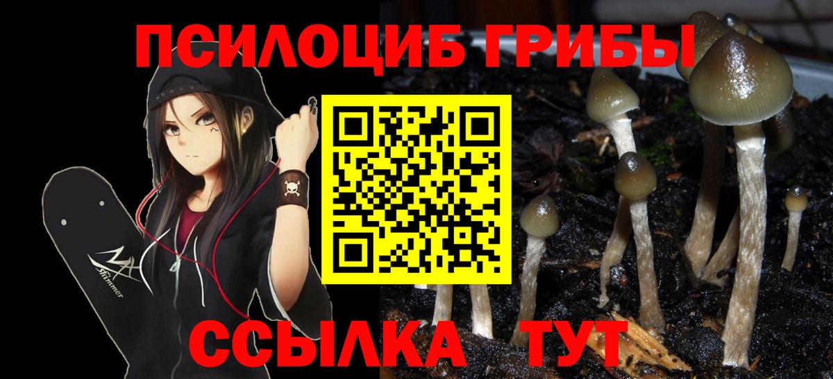 Псилоцибиновые грибы Psilocybine cubensis Аксай